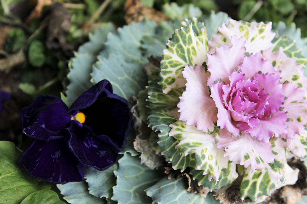 Ornamental Cabbage and Pansey